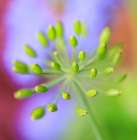 USA, Indiana, Fishers. Abstract close-up of green flower buds. Art Print